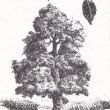 Ulmus procera